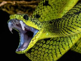 Snake Bites